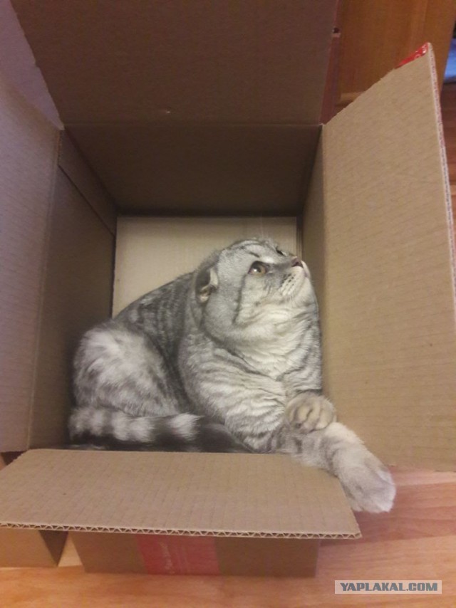 Котовторник 20.02.18