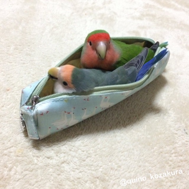 Живность из сети