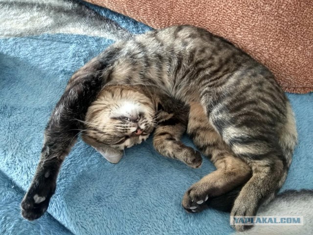 А давайте отвлечемся от политики и всяких прочих санкций, и начнем котовторник 10. 04. 2018