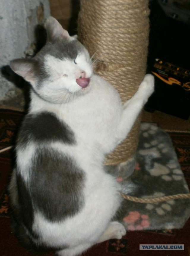Котовторник ждали? А вот и он!