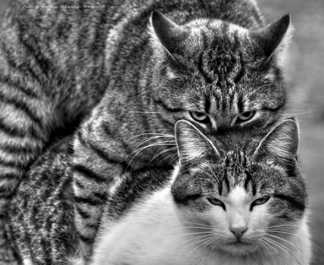 Котомет на вторник 08.04.08