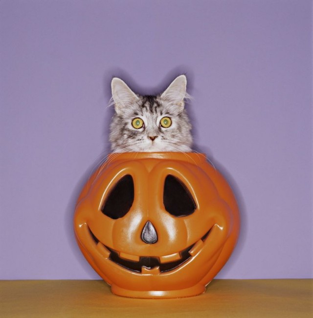 УРРААА ! Котовторник на ЯПлакалъ !