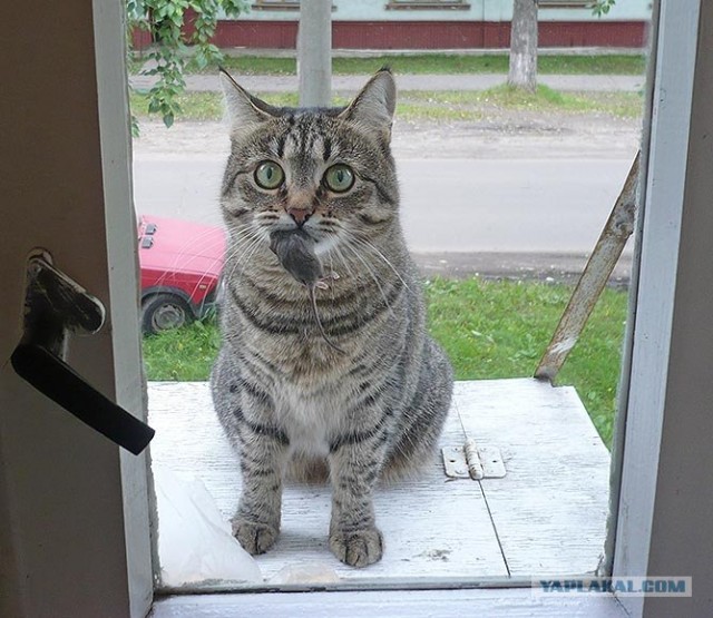 Уррааа! Котовторник на ЯПлакалъ!