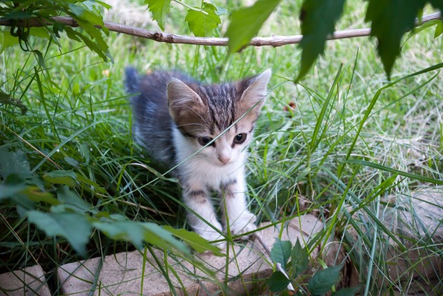 Первый котовторник августа