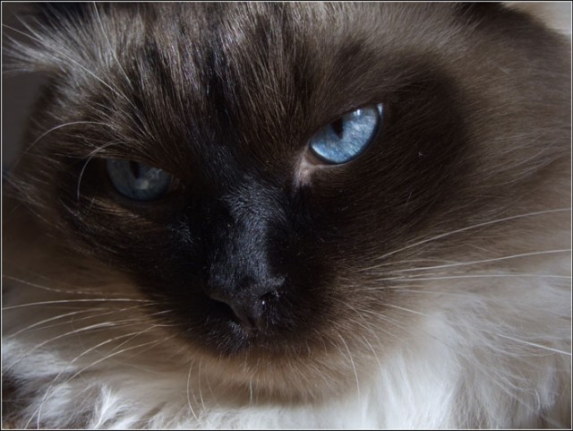 Котовторник 1.02.2011