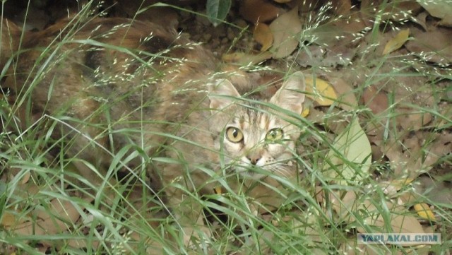 Котовторник на середину июня