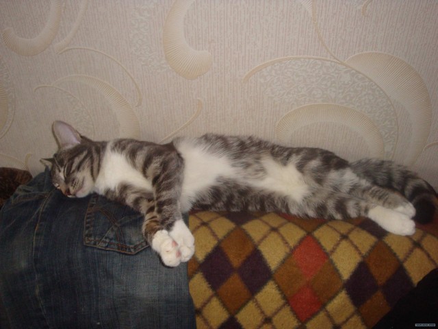 Котовторник с Кузей