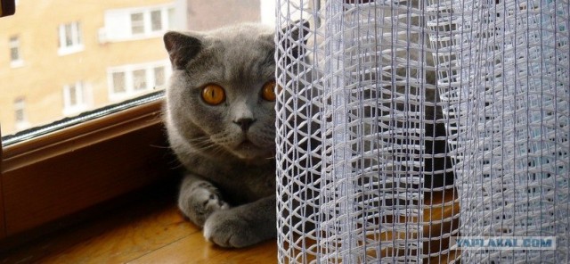 Котовторник в "КотоГетто"