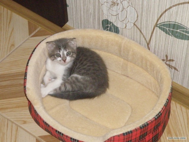 Котовторник 1.11.11