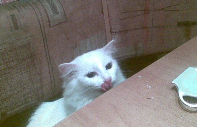 Котовторник!