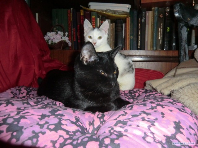 Котовторник 20.12.2011