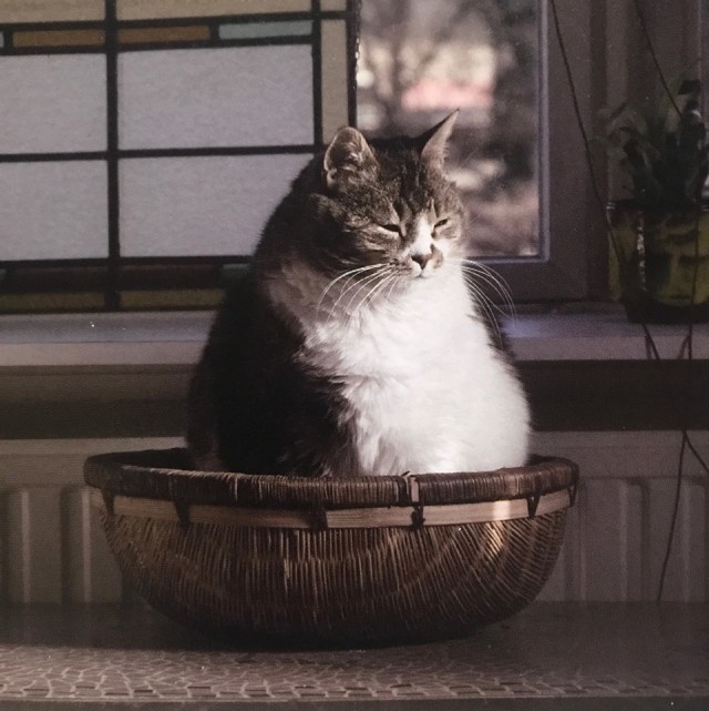 Прикольных котов пост