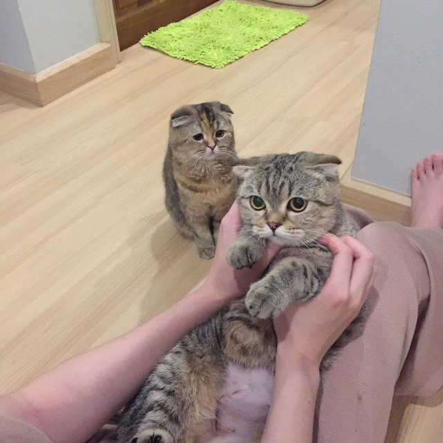 Прикольных котов пост