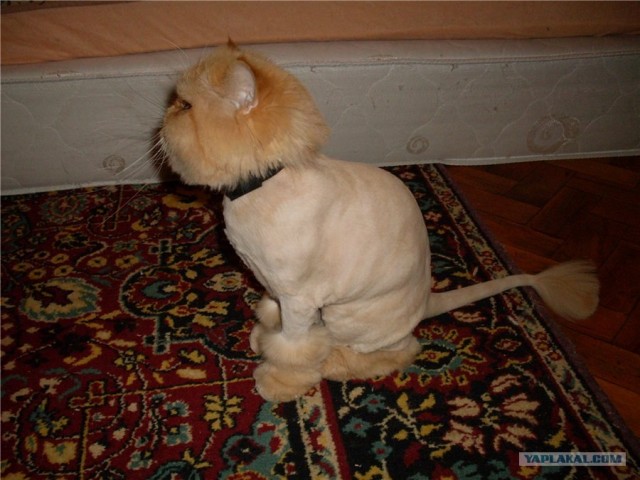 Котовторник 24.04.2012