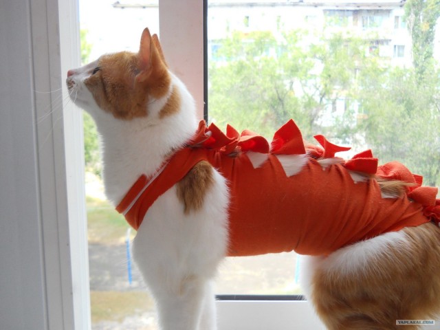 Котовторник  17.07.2012