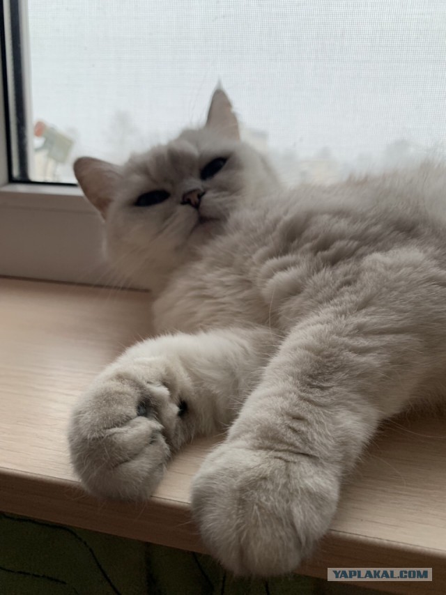 Котовторник 22.01.2019.
