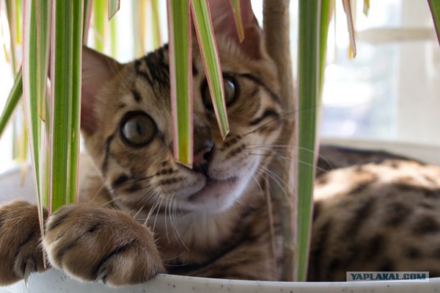 Котонянька и котовторник
