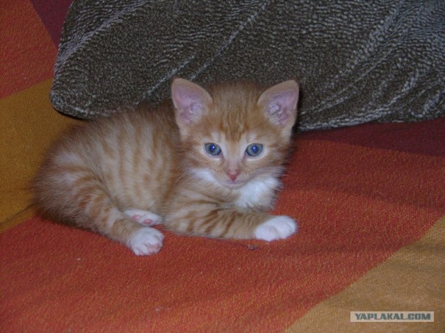 Котовторник ( 23.10. 2012. )