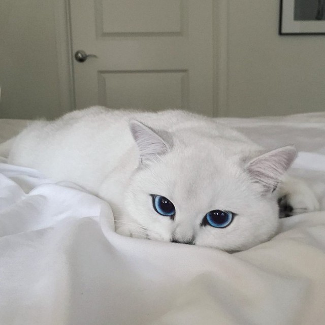 Прикольных котов пост