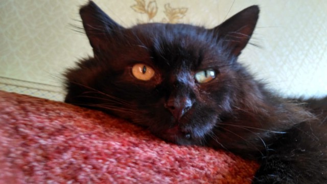 Котовторник 30.04.2019.