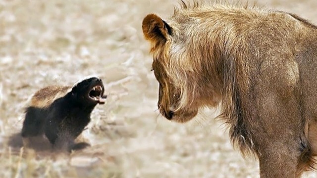 Не ходите дети в Африку гулять