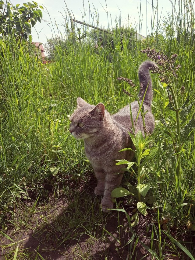 Забавные фото котеек