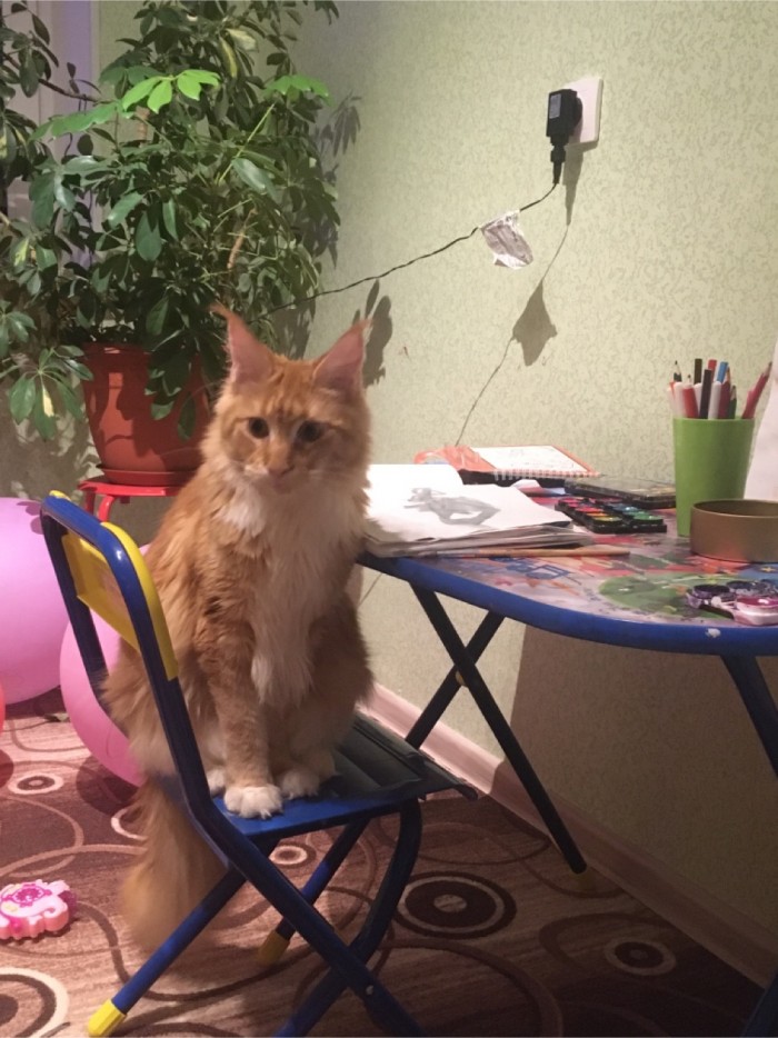 Котовторник *новогодний* 31/12/2019
