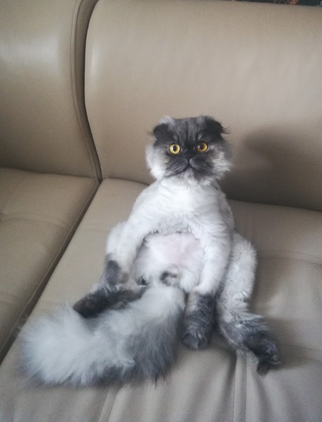 ̶К̶о̶р̶о̶н̶  Котовторник!