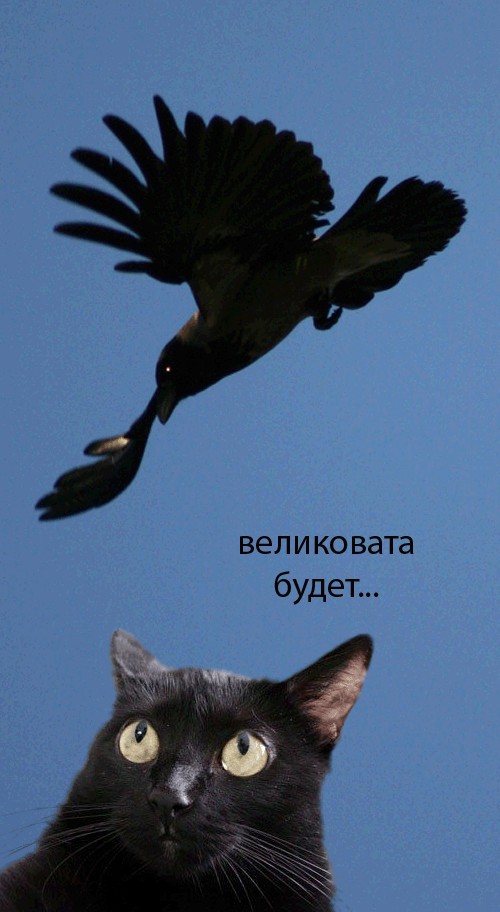 Киса хочет жабы