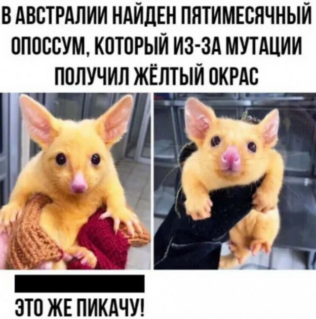 Баянисто-небаянистый юмор. 18.09.20