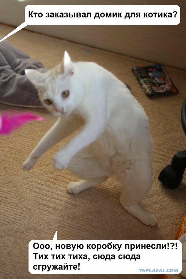 Котаны со странностями