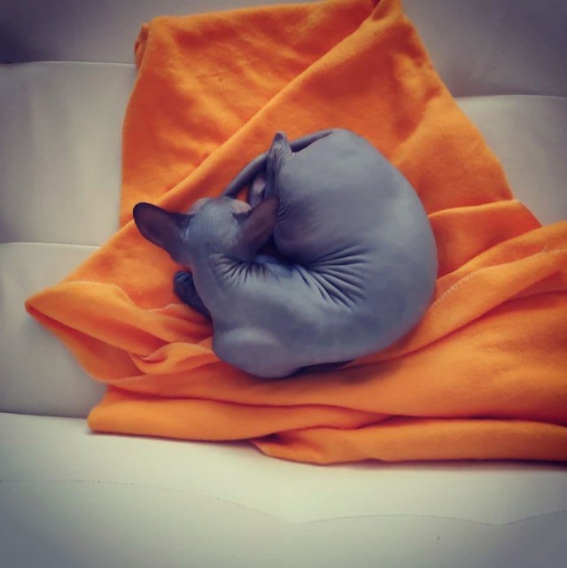 Котовторнику посвящается