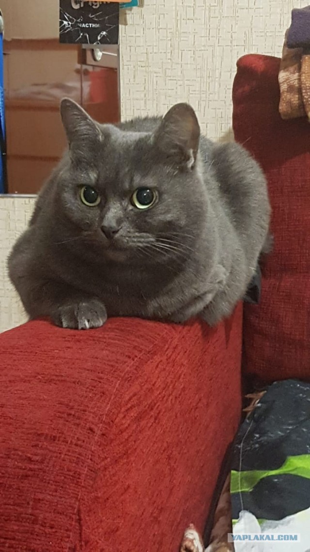 Котовторнику быть!