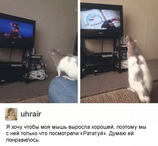 Весёлый полтишок 24.03