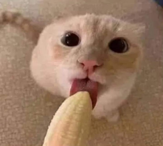 Даешь котовторник!