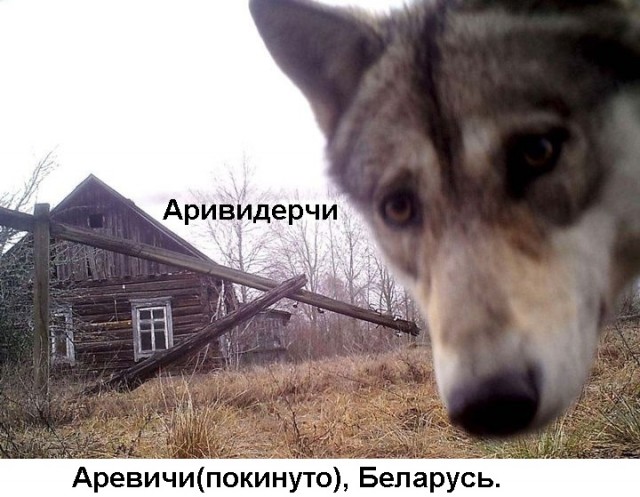 Весёлый полтишок 16.07