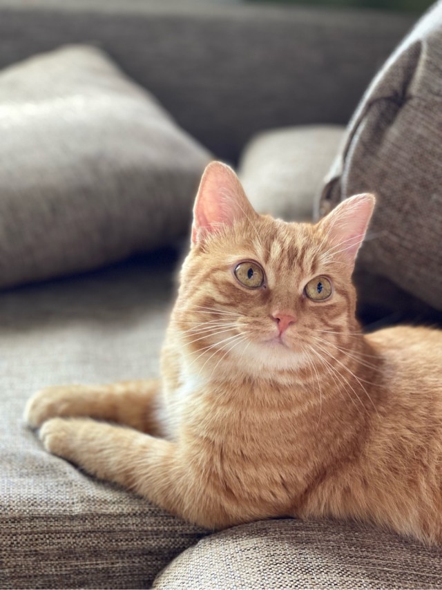 Котовторник (свои добавляем)