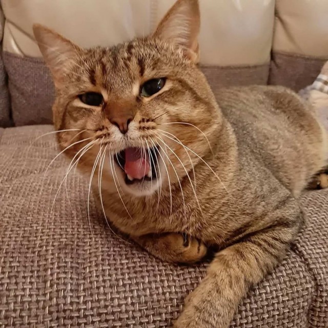 Разные котики
