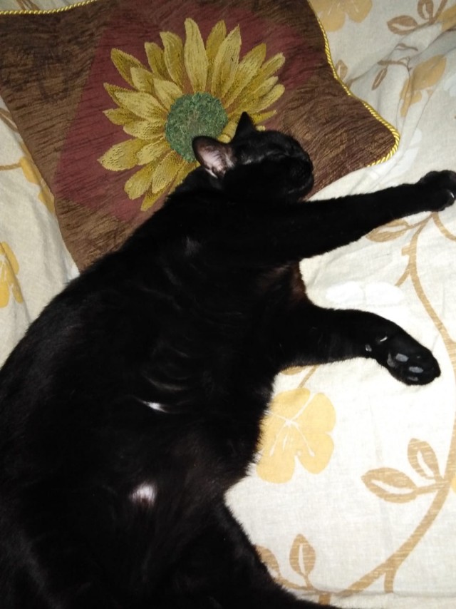 Последний котовторник лета