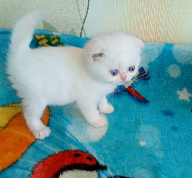 Котовторник 14.09.2021