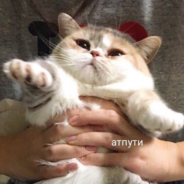 Что делать, если муж больше любит кошку?