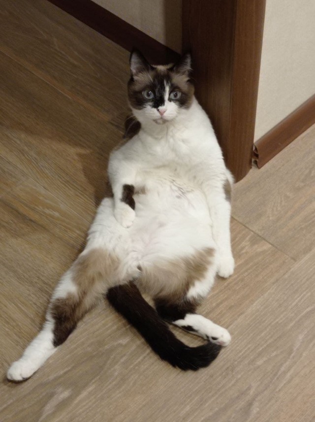 Котовторник так котовторник