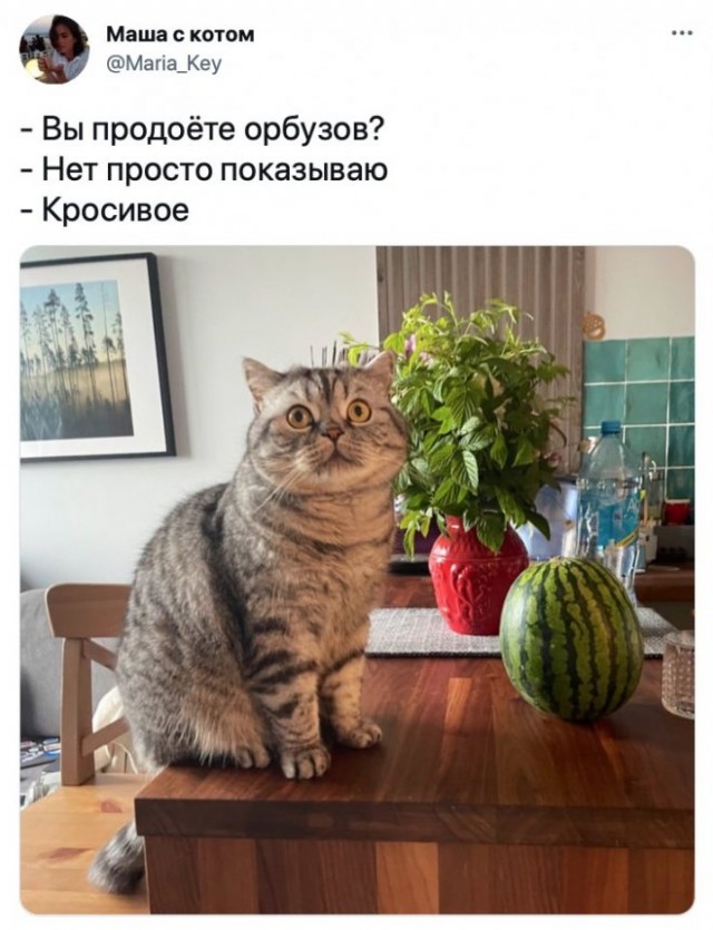 Картинки и мемы для настроения 21.12.21