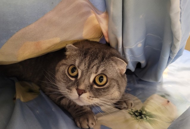 Господа и дамы ЯПа! Котовторник у нас начался! Отойдите от политоты и давайте котиков побольше!