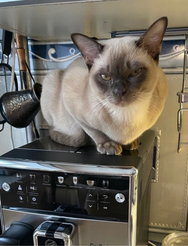 Котики не имеют национальности!!