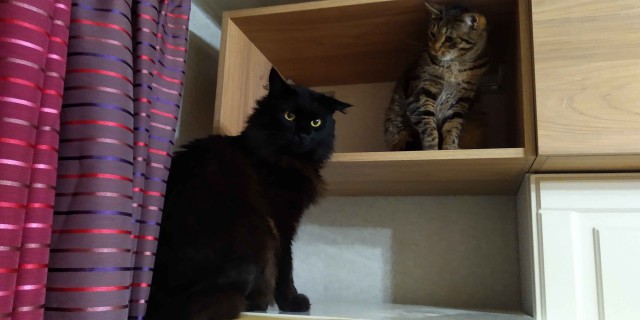 Котовторник