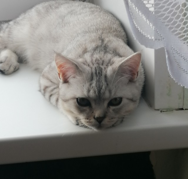На котовторник