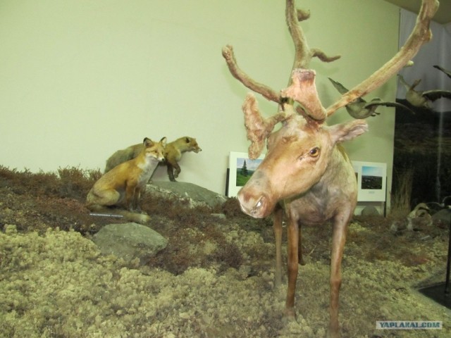 Мурманск глазами карелов