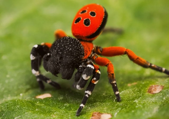 Самые симпатичные виды пауков