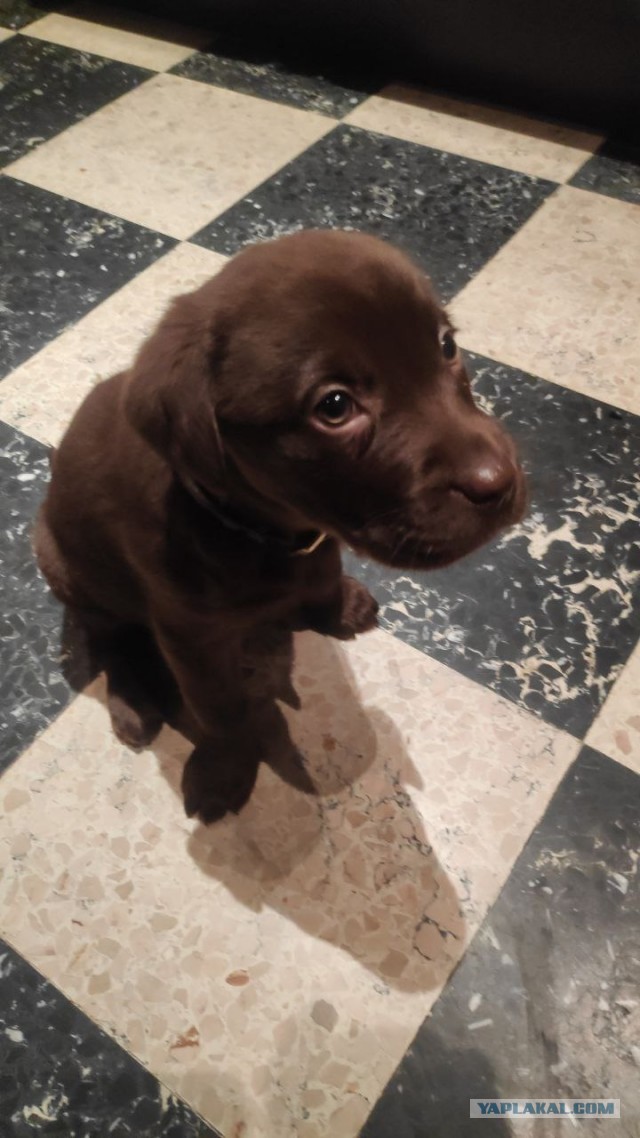 Собаковый четверг